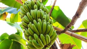 Var och hur odlas bananer?